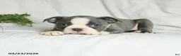 Boston Terrier dogs for sale: Casper - Ad 1