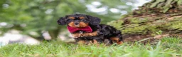 Cavapoo dogs for sale: Kai - Ad 9