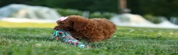 Miniature Poodle dogs for sale:  Dixie 🎀🐶 - Ad 4