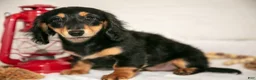 Miniature Dachshund dogs for sale: Angel - Ad 3