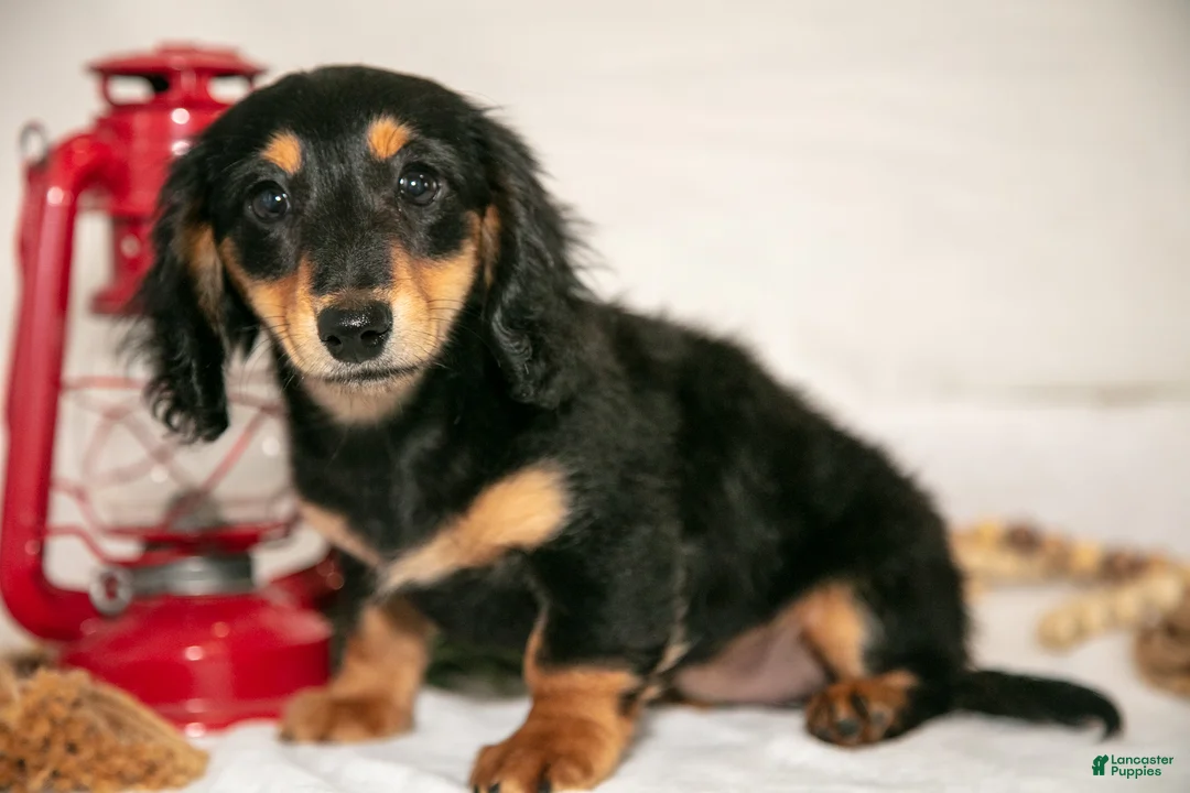 Miniature Dachshund dogs for sale: Angel - Ad 3