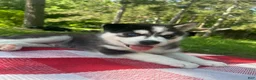 Siberian Husky dogs for sale: Lucky 🍀  - Ad 2