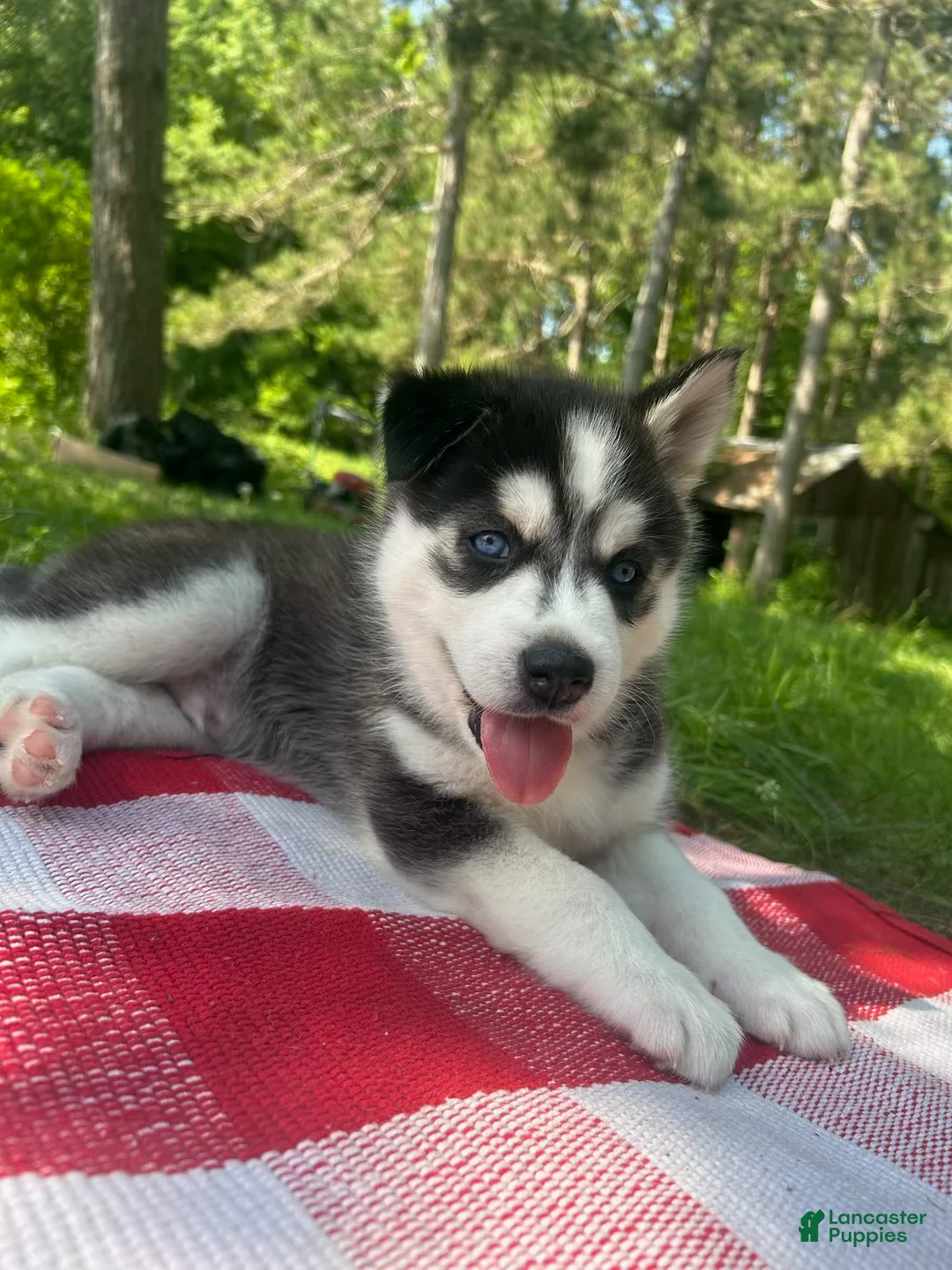 Siberian Husky dogs for sale: Lucky 🍀  - Ad 2