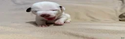 Mixed Breed dogs for sale: Honey - Ad 1