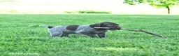 German Shorthaired Pointer dogs for sale: Rowdy - Ad 3