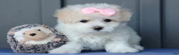 Maltese dogs for sale: OLENNA - Ad 18