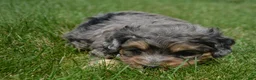 Bernedoodle dogs for sale: Barbie Bernedoodle 7 - Ad 4