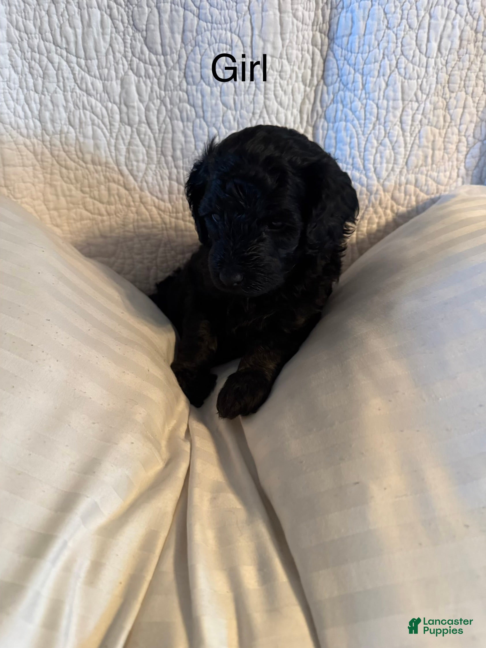 Mini Goldendoodle dogs Mini Goldendoodle Puppy 2 - Ad 1