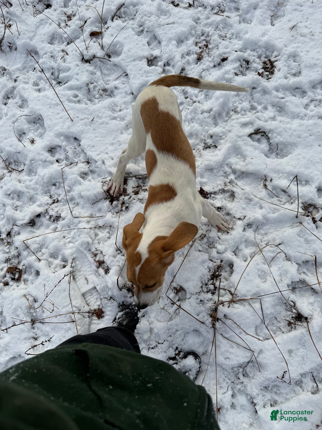 Mixed Breed dogs for sale: Bison - Ad 2