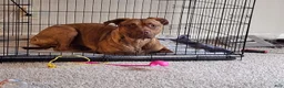 American Pit Bull Terrier dogs for sale: American Pit Bull Terrier 1 - Ad 5