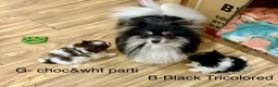 Pomeranian dogs for sale: Tiny Blue Sable boy 6wks - Ad 9
