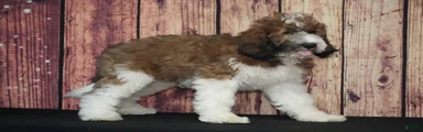 Saint Berdoodles Puppy 3