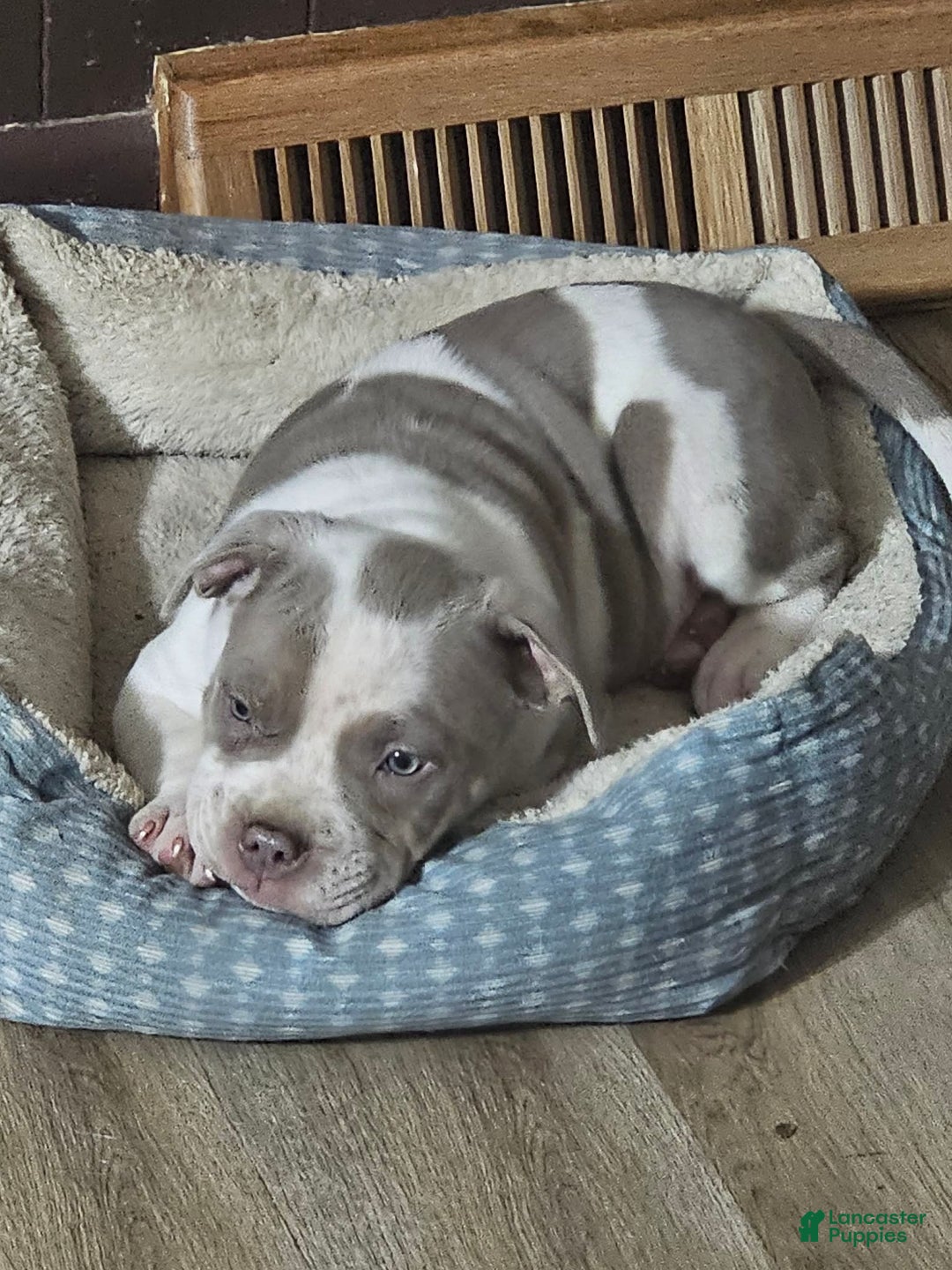 American Bully dogs for sale: Bruiser - Lilac Pied - Ad 1