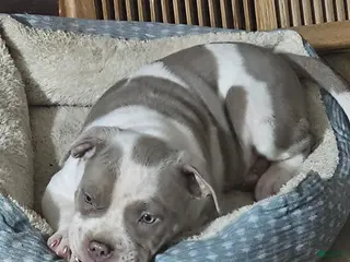 American Bully dogs Bruiser - Lilac Pied - Ad 21