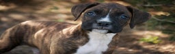 Boxer dogs for sale: Cole - Ad 1