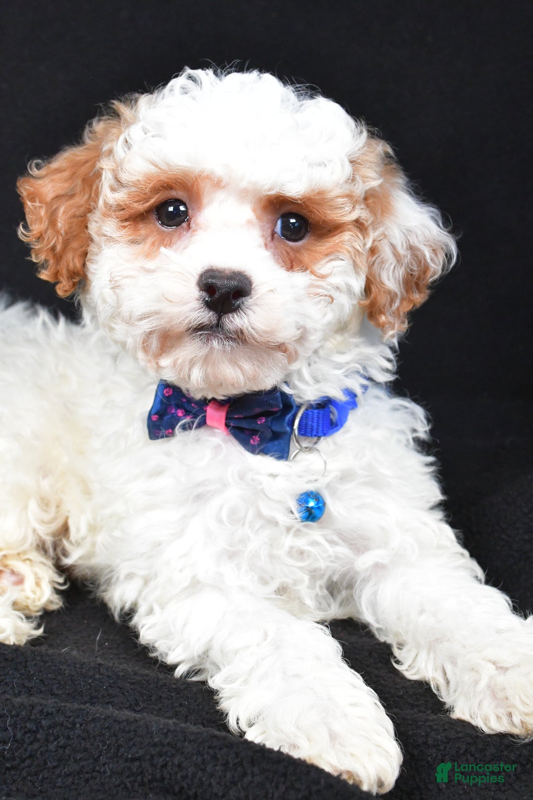 Miniature Poodle dogs for sale: Diamond - Ad 2