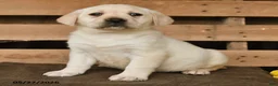 Labrador Retriever dogs for sale: Gretel - Ad 3