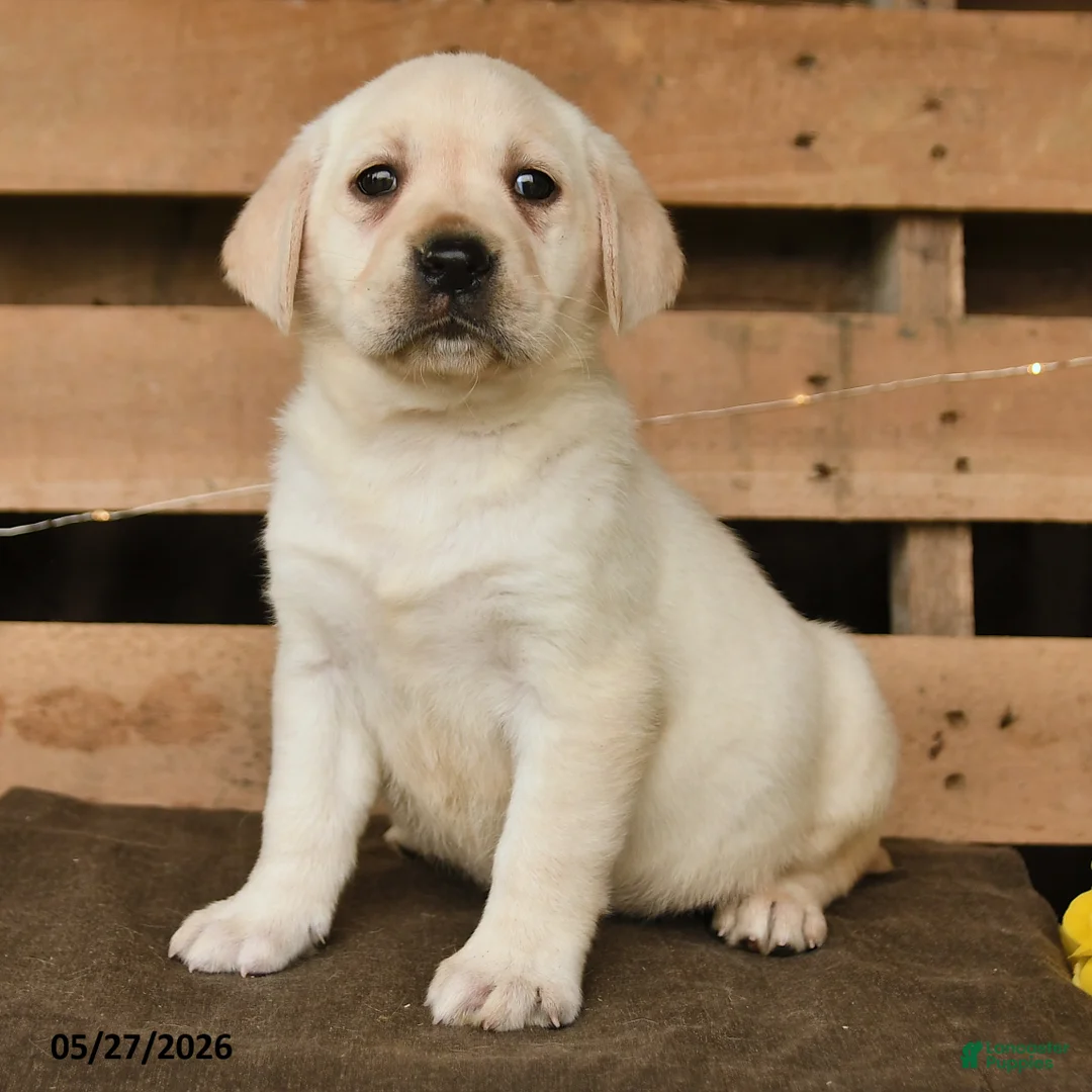 Labrador Retriever dogs for sale: Gretel - Ad 3