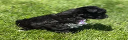 Morkie dogs for sale: Zoey - Ad 7