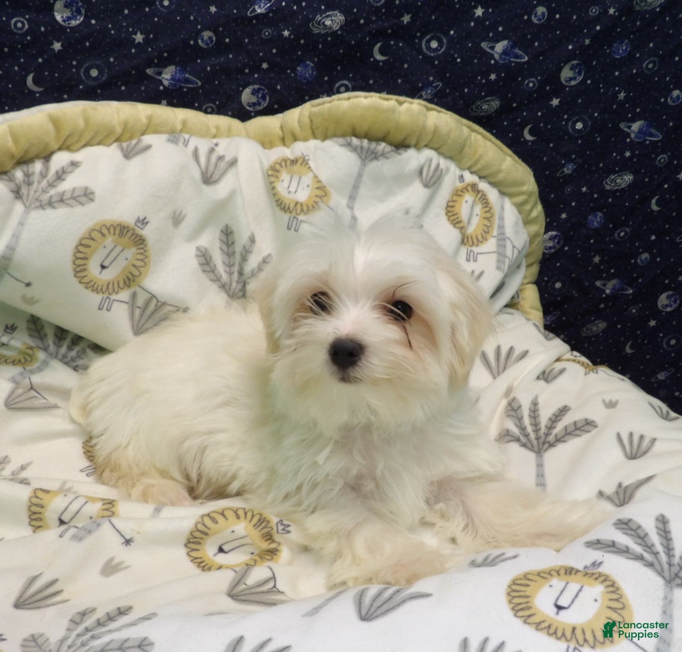 Morkie dogs Fabian - Ad 5