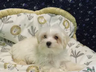 Morkie dogs Fabian - Ad 5