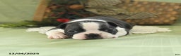 Boston Terrier dogs for sale: Holly - Ad 2