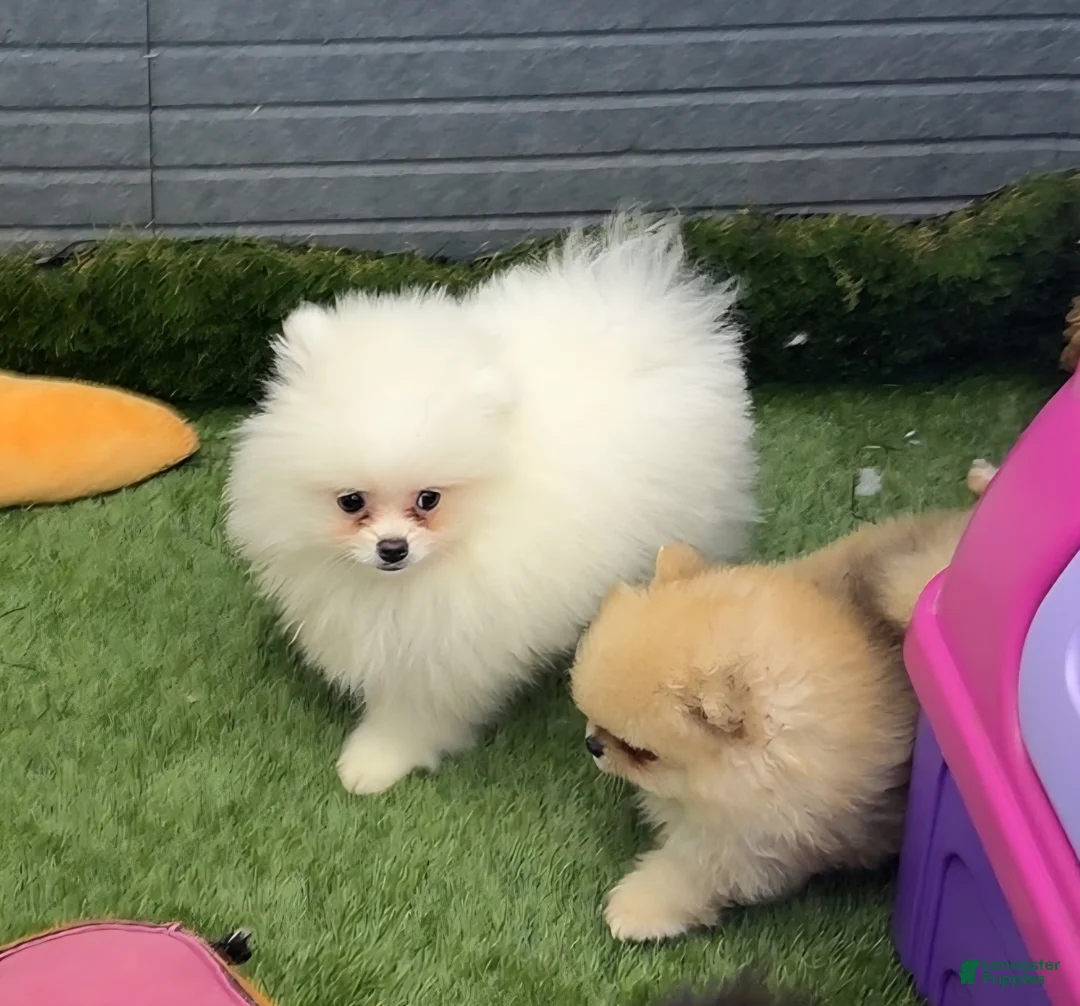 Pomeranian dogs for sale: Pomeranian Lucio - Ad 1
