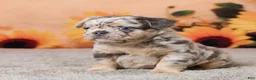 French Bulldog dogs for sale: Boe - Ad 3