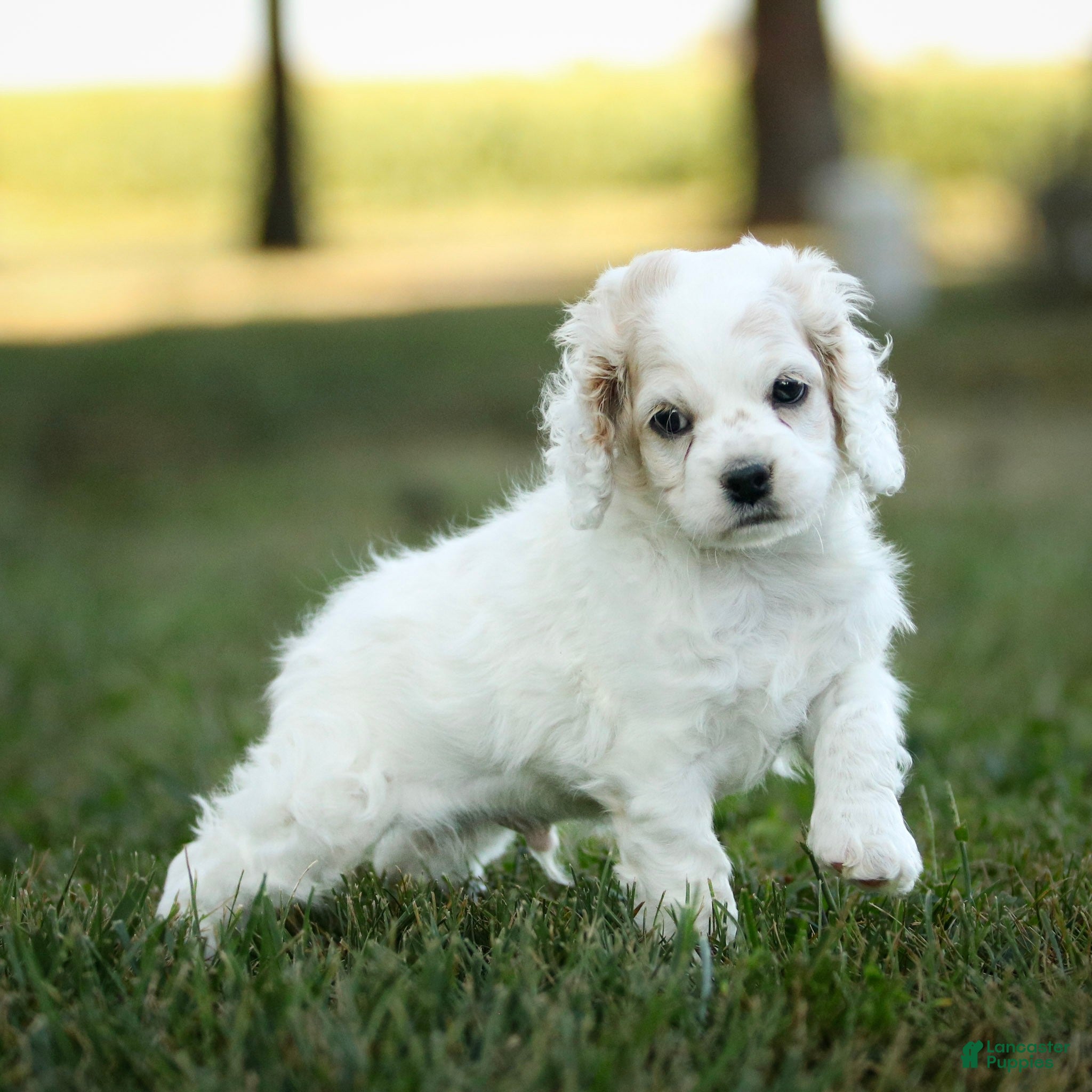 Cockapoo dogs Rover Cockapoo  - Ad 2