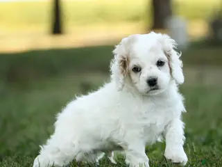 Cockapoo dogs Rover Cockapoo - Ad 2