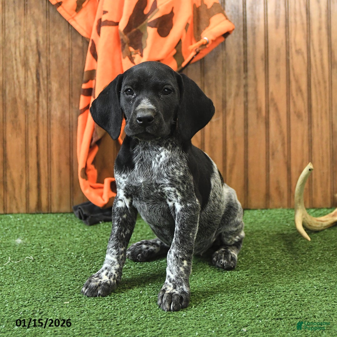 German Shorthaired Pointer dogs for sale: Courtney - Ad 1