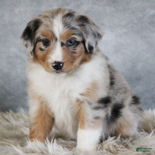 Australian Shepherd dogs Tate - Ad 34