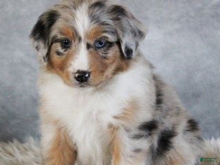 Australian Shepherd dogs Tate - Ad 26