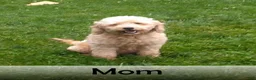 Mini Goldendoodle dogs for sale: Butterfly - Ad 9