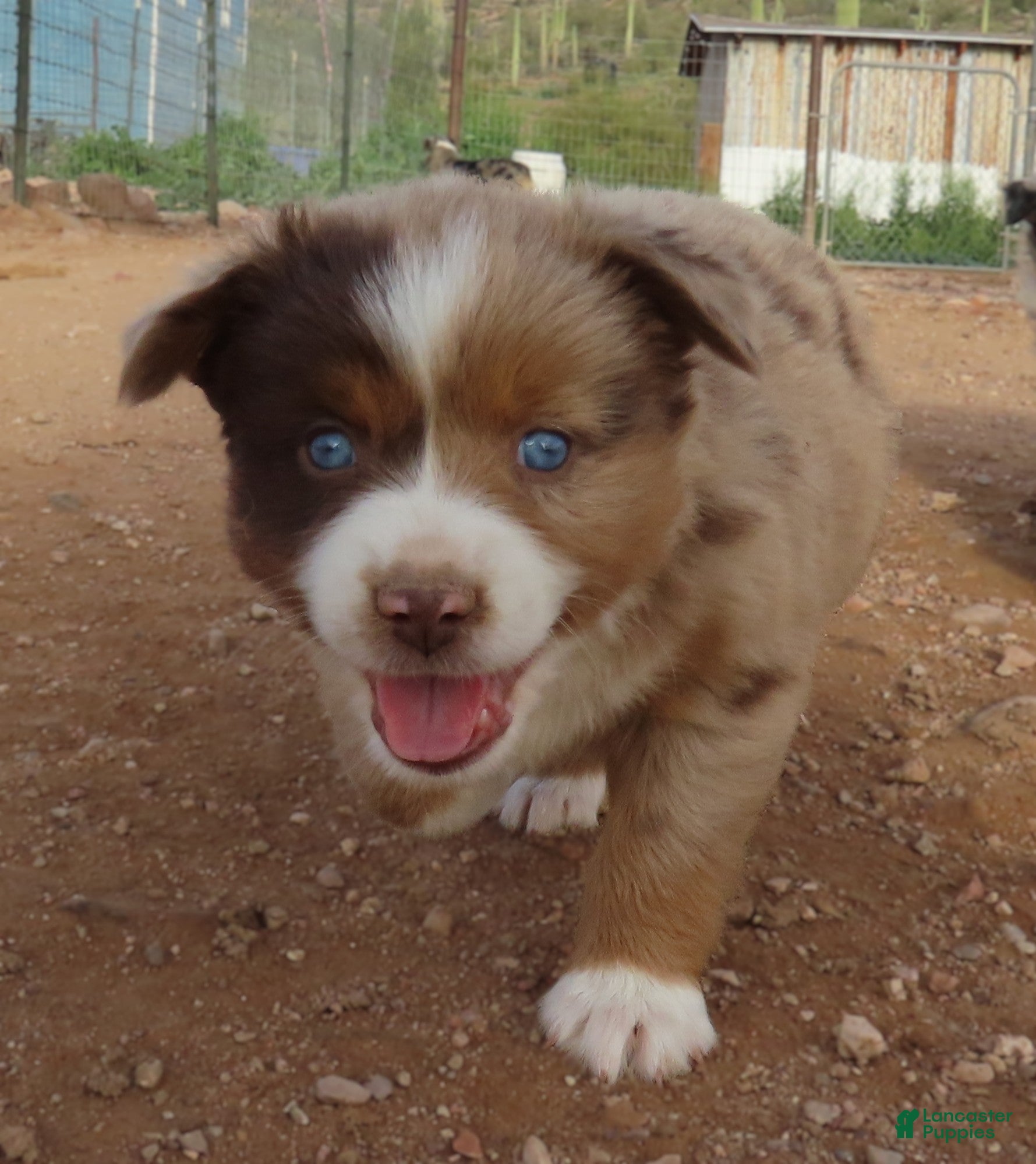 Miniature Australian Shepherd dogs Second red merle girl with blue eyes - Ad 5