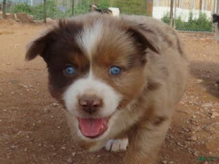Miniature Australian Shepherd dogs Second red merle girl with blue eyes - Ad 3