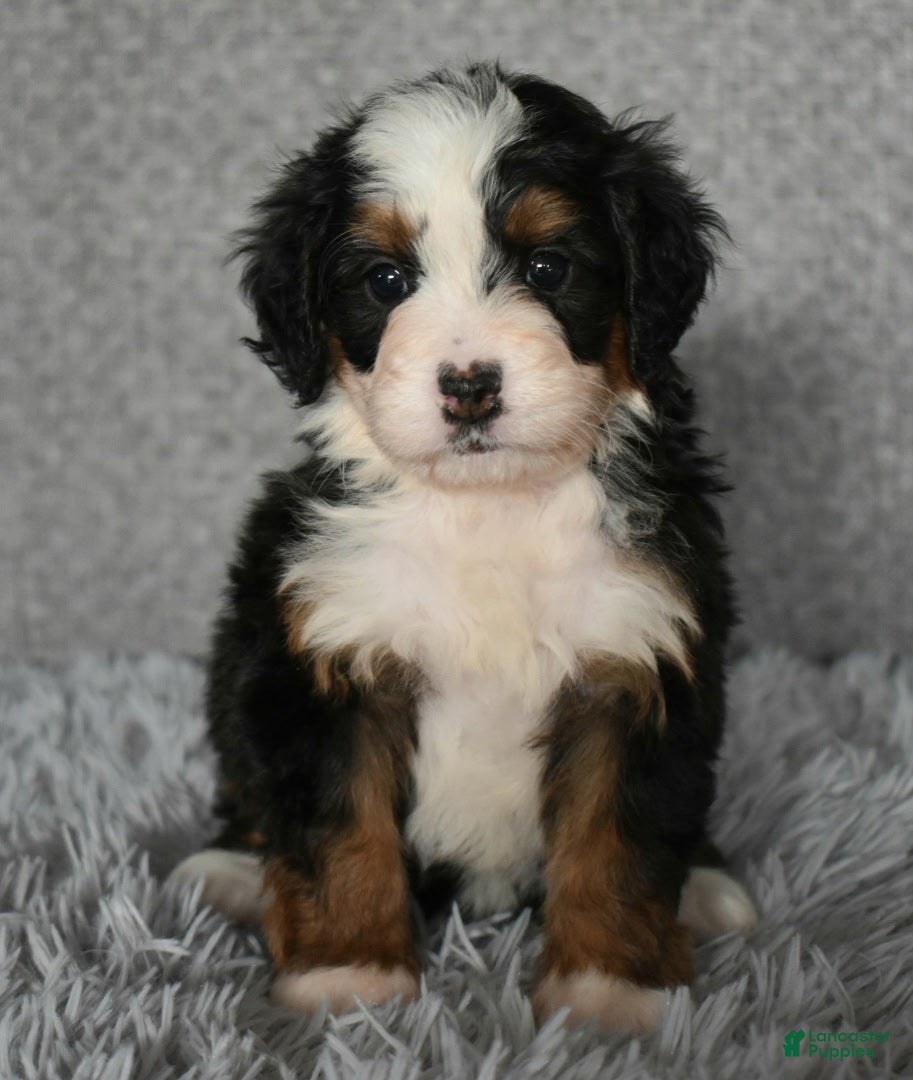 Mini Bernedoodle dogs Hattie - Ad 40