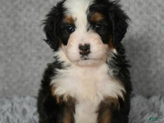 Mini Bernedoodle dogs Hattie - Ad 41