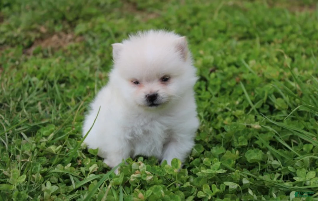 Pomeranian dogs for sale: Cooper  - Ad 1