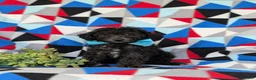 Toy Poodle dogs for sale: Brice 7 lbs full grown - Ad 3