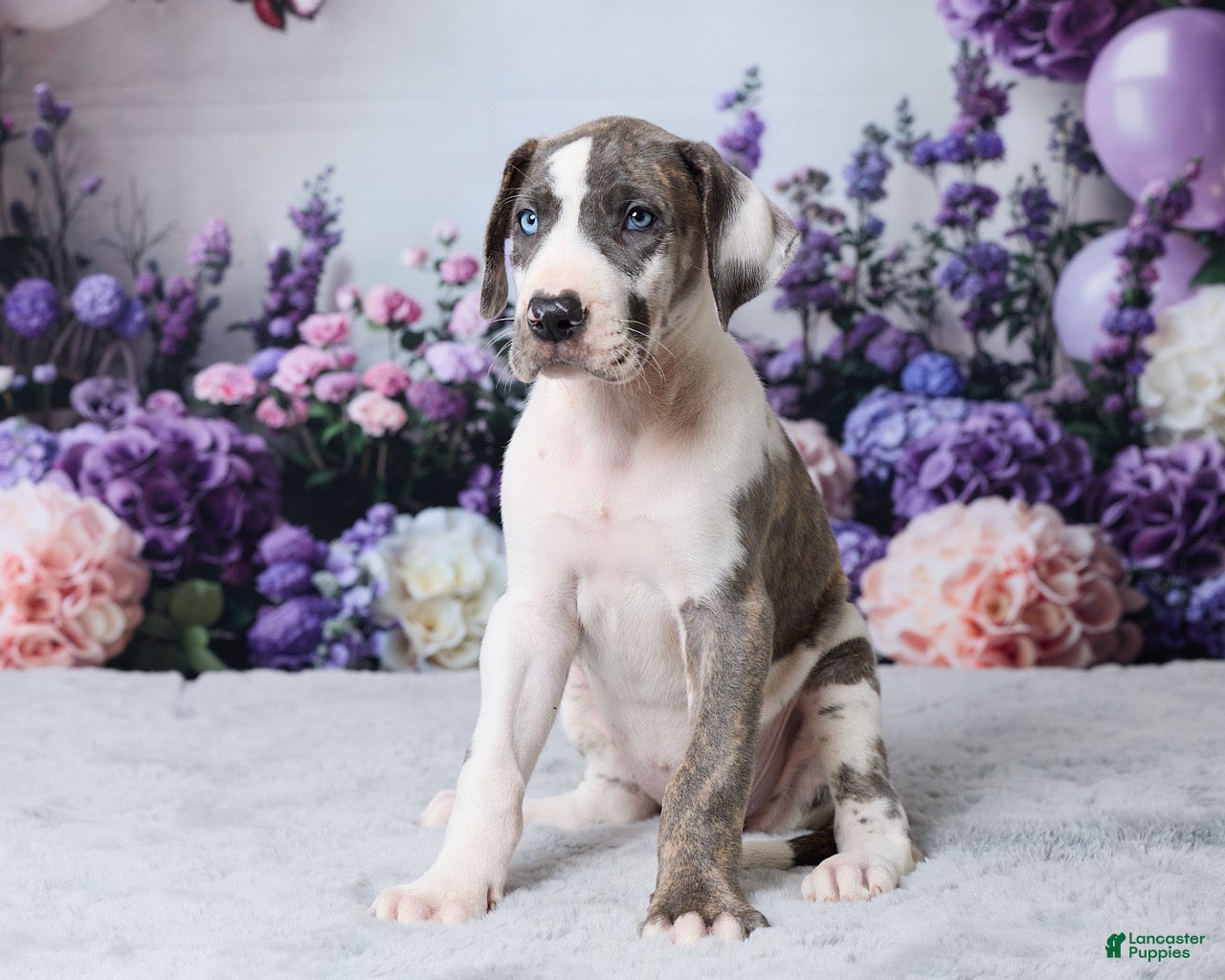 Great Dane dogs Annie - Ad 2