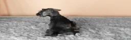 Miniature Schnauzer dogs for sale: Scarlett - Ad 4