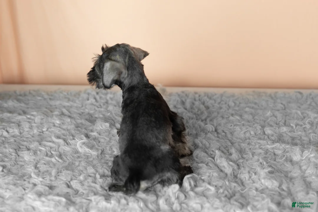 Miniature Schnauzer dogs for sale: Scarlett - Ad 4