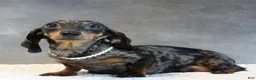 Miniature Dachshund dogs for sale: Selena - Ad 5