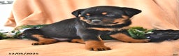 Rottweiler dogs for sale: Pixie - Ad 2
