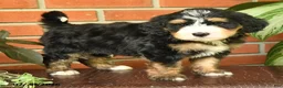 Bernedoodle dogs for sale: Jarlin - Ad 3