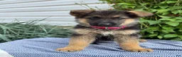 German Shepherd dogs for sale: Georgia - Ad 14
