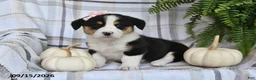Welsh Corgi Pembroke dogs for sale: Skye - Ad 2