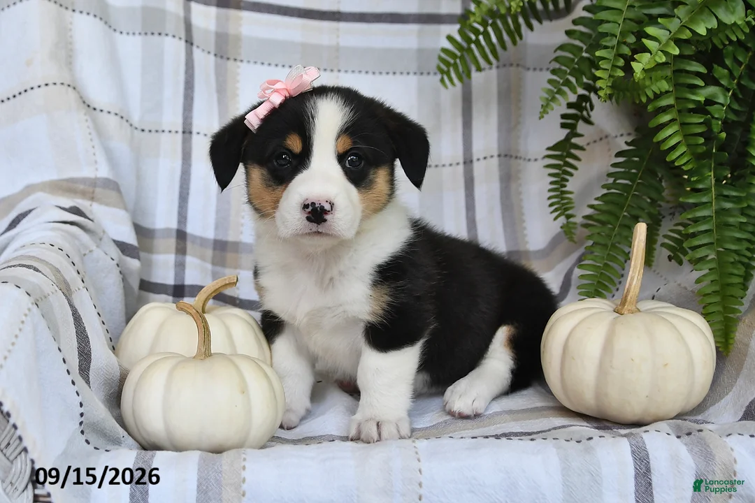 Welsh Corgi Pembroke dogs for sale: Skye - Ad 2