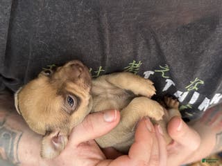 Chihuahua dogs Brandy - Ad 36